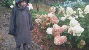 23 сентября 2018 Карликовые метельчатые гортензии