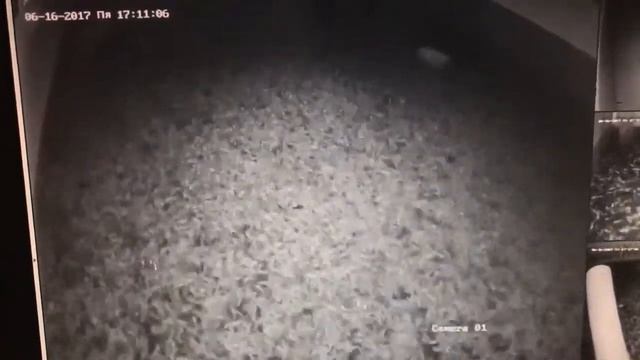 АкваПром: Тестовое кормление Кормом Screting мальков клариевого сома смотреть онлайн