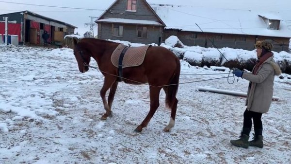 Работа на вожжах с жеребенком 1г. 7 мес