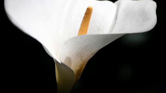 Самая волшебная русская музыка и видео онлайн смотреть онлайн