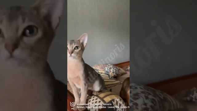 Абиссинские котята голубого и дикого окрасов смотреть онлайн