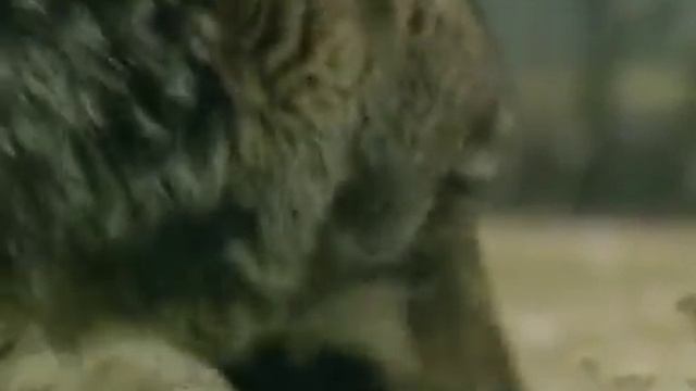 ВОЛЧЬЯ ВЕРНОСТЬ Случай в лесу 2018 ЮрийПласта смотреть онлайн