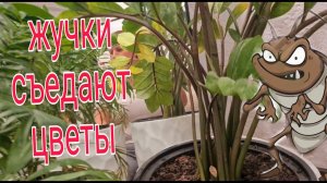 Насекомые в цветочных горшках.  КАК С ЭТИМ БОРОТЬСЯ....