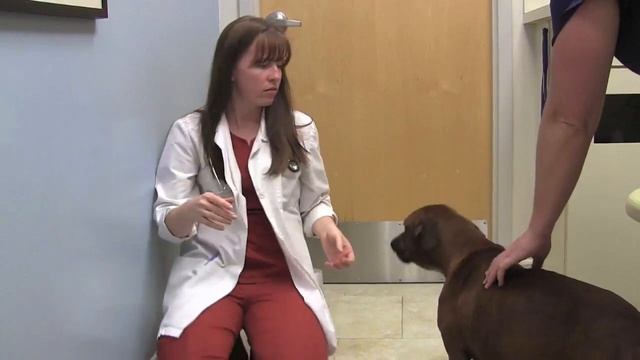 Эта собака отказывалась рожать щенков. Узнав причину, я рыдал, как маленький ребенок… смотреть онлайн