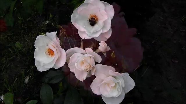 Розарий.wmv смотреть онлайн