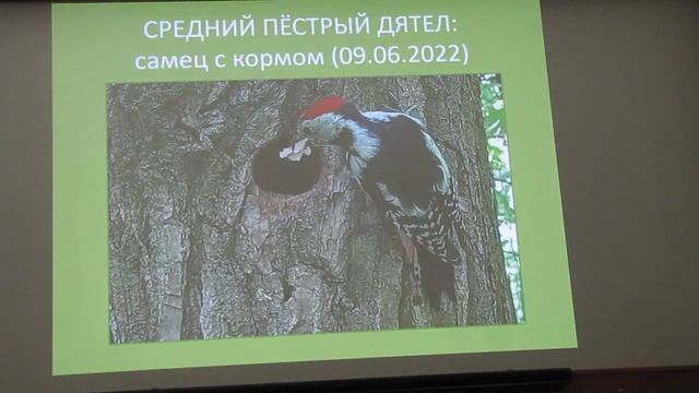 08.02.2023, В.Б. Артамонов, О дятлах на Бутовском полигоне, часть-2 смотреть онлайн