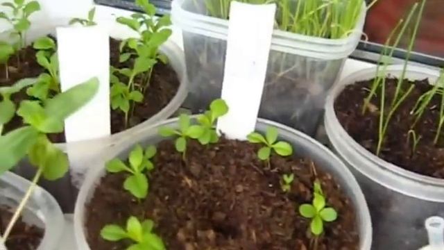 Земля для рассады смотреть онлайн