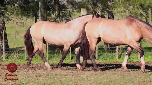 LOTES 31 E 32 - RZ GRAN CORRALERO II / RZ INOCENTE DA CARAPUÇA смотреть онлайн