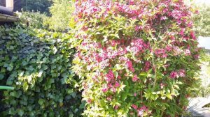 ВЛОГ \ КАК ВЫГЛЯДЯТ ДАЧИ В ГЕРМАНИИ \ ОТВЕТ НА ВОПРОСЫ...COTTAGES IN GERMANY.