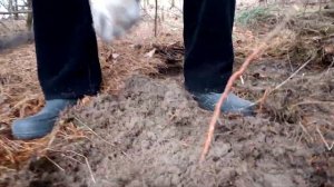 Копание корней сосны для корзин