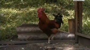 Дикий зверь душит кур