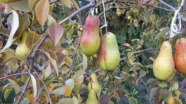 Груша Лесная красавица или Талгарская красавица, отличия и сходство.