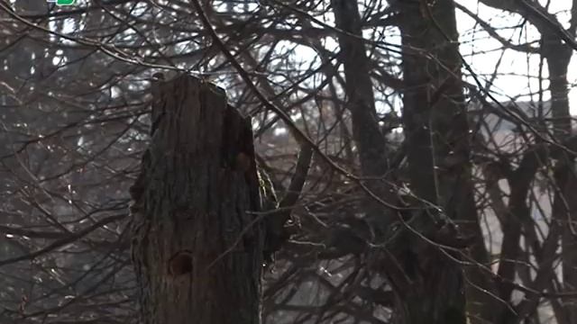 Почём нынче сухостой? смотреть онлайн