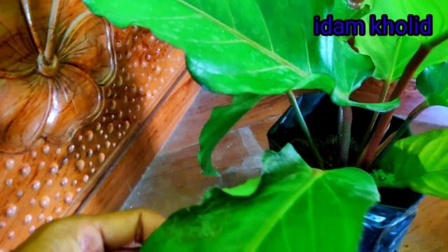 Bunga anturium Black beauty gosong смотреть онлайн