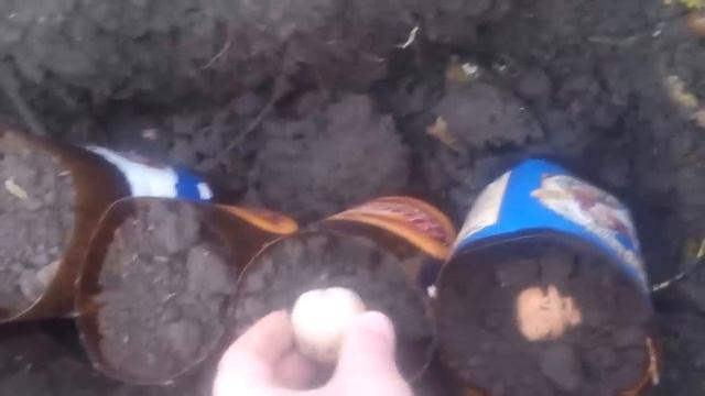 Как посадить грецкий орех из плода смотреть онлайн