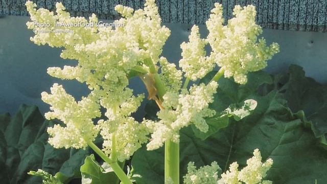 KSMQ's "Garden Connections" Central Gardens/Fair Time! - 516 смотреть онлайн