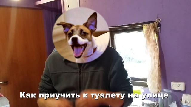 ДЖЕК РАССЕЛ ТЕРЬЕР. ЩЕНОК В СТАЕ. ПОКУПКА ДЖЕССИ. ПЕРВЫЕ СОВЕТЫ. 1-2 месяца возраст. Забираем домой смотреть онлайн