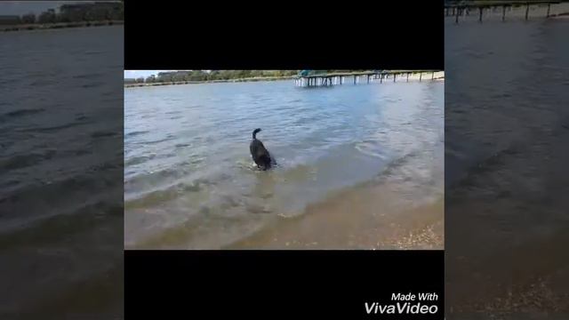 Love my life - Newfoundland dog Fema смотреть онлайн