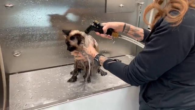HIMALAYAN CAT BATH!!! - Princess gets a bath and blow dry! смотреть онлайн