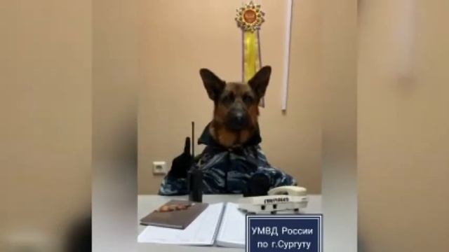 Полицейские Сургута сняли сериал про похождения служебных собак смотреть онлайн