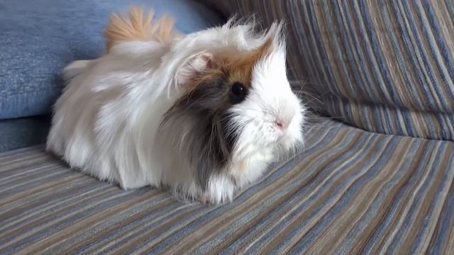 Funny guinea pig. Забавная морская свинка смотреть онлайн