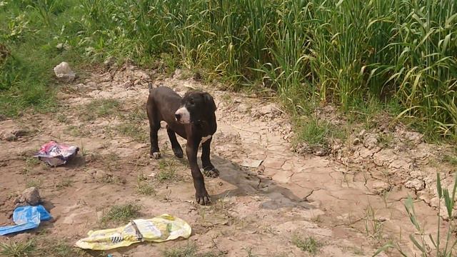 Pakistani Best Lahori Bloodline Bully Kutta Puppies 2023 By @Fm tv смотреть онлайн