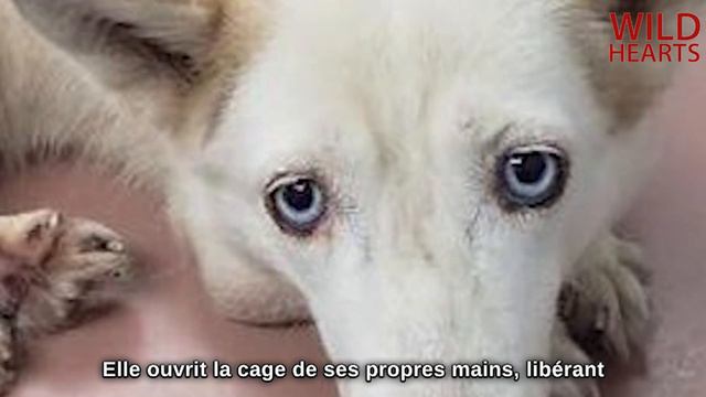 Un husky a été trouvé dans une cage à poules sur la route!Il semble qu'elle y ait vécu toute sa vie смотреть онлайн