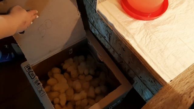 #1- Покупка цыплят/ Бройлеры и несушки/Содержание в брудере смотреть онлайн