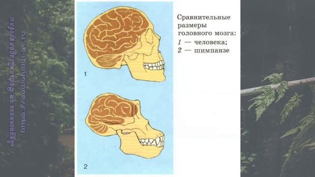 Биология 11 кл Теремов §34 Отличия человека от животных смотреть онлайн