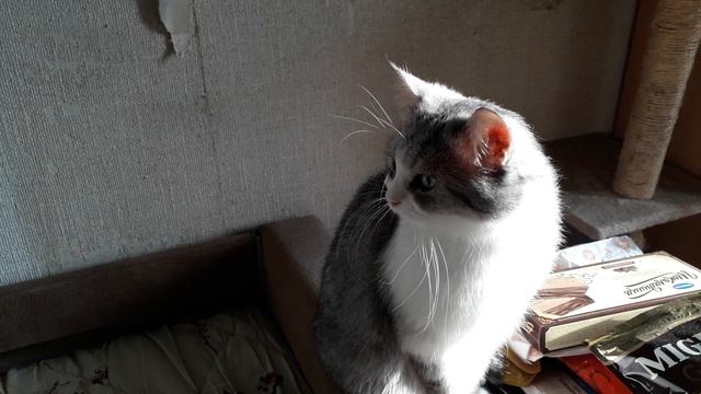 Кот и солнышко! смотреть онлайн