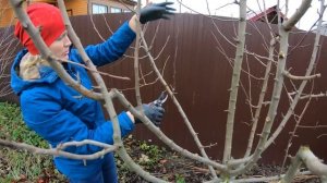 Обрезка Груши Осенью Топ Видео Канала