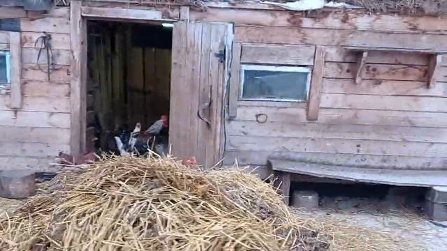 К зиме готовы, козовник почистили смотреть онлайн