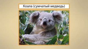 Млекопитающие