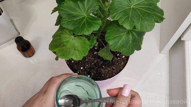 2 капли для иммунитета Пеларгонии, для роста и стимуляции цветоносов смотреть онлайн