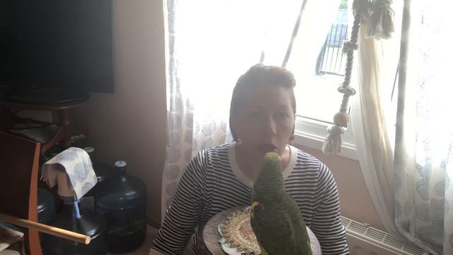 Почему амазон, и откуда его привезли #попугай #паркворобьи #parrot Amazon #hello смотреть онлайн