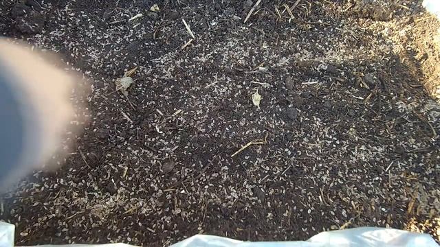 Выращивание укропа на окне / Высаживаем укроп в ящик на окне смотреть онлайн