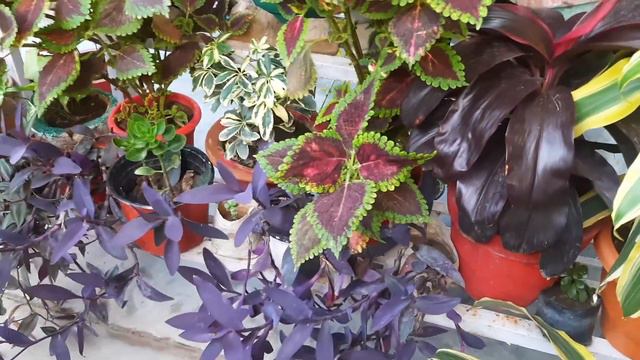 how to propagate and care purple heart смотреть онлайн