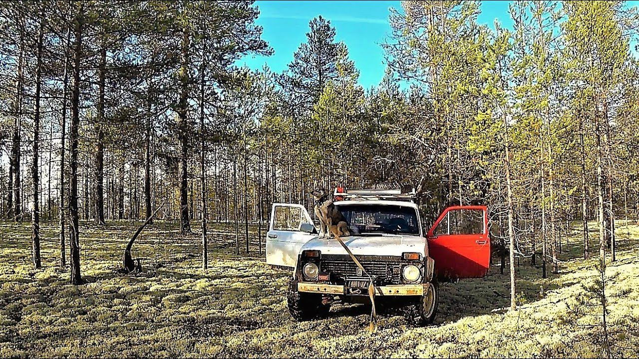 "Экспедиция в тайгу" Ищу хозяев пропавшей лайки. Таёжная евро изба! Седьмые сутки в тайге... смотреть онлайн