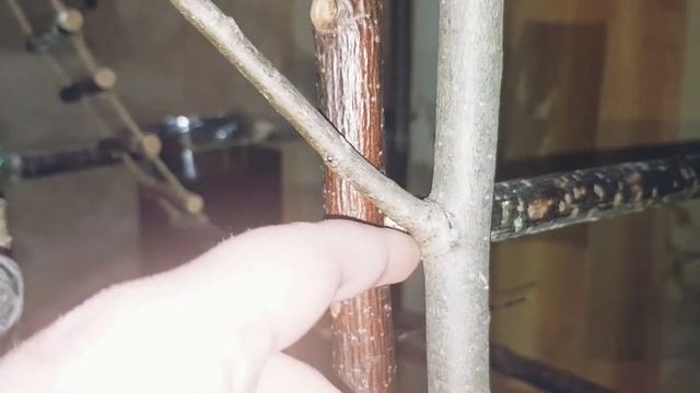 ПОПУГАЙ В ДОМЕ. Особенности содержания. смотреть онлайн