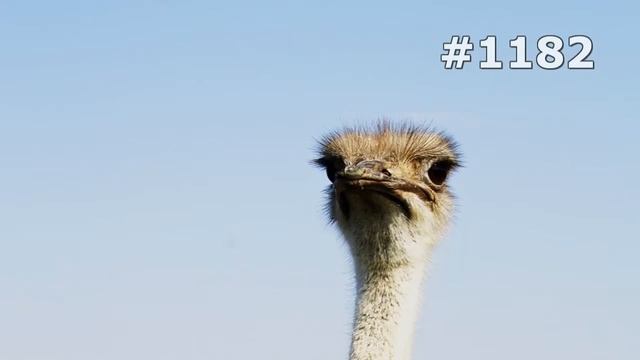 #1182. Страусы (В мире животных) смотреть онлайн