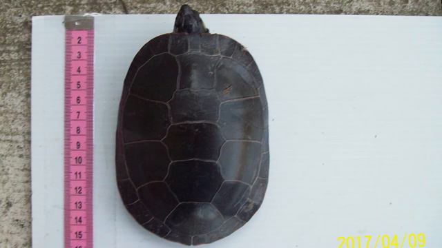 Saving Barrie's Lake смотреть онлайн