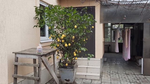 Комнатный лимон во дворе. смотреть онлайн