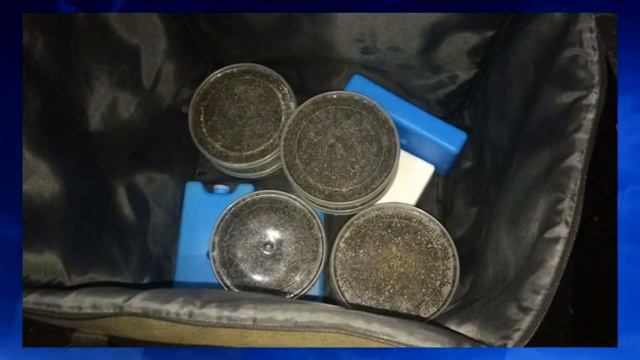 Пограничники задержали торговца краснокнижной рыбой смотреть онлайн