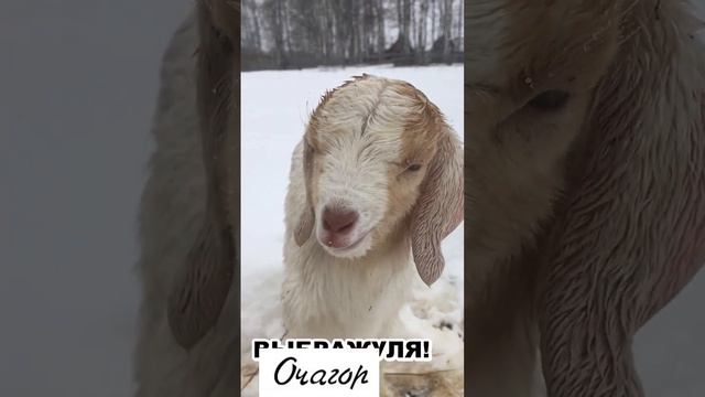 ВЫШЛА ПРОГУЛЯТЬСЯ ДЕВЧОНКА, ГУБЫ - УТОЧКОЙ. ПОДЦЕПИТ ЛИ ОНА ЖЕНИХА? смотреть онлайн