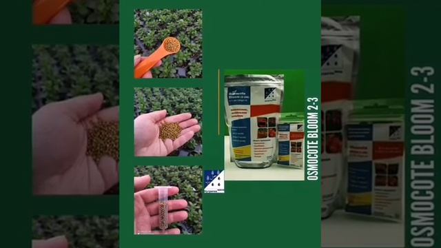 Осмокот Блюм 2-3 м смотреть онлайн