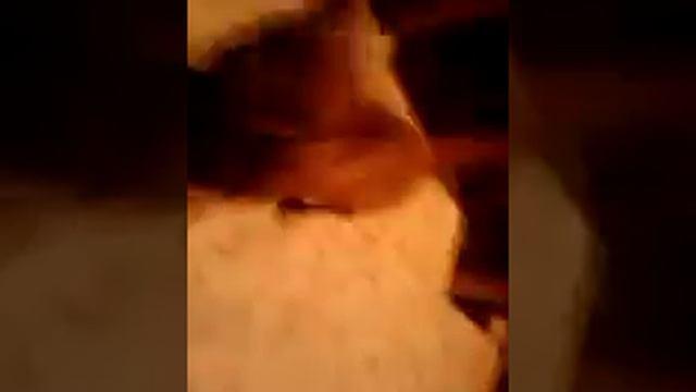 Купили...Вот карликовый пинчер) Злата смотреть онлайн