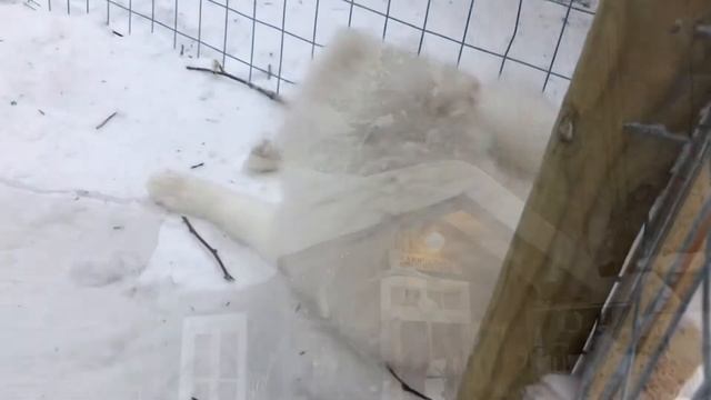 Levi Lapland Finland 2021 смотреть онлайн