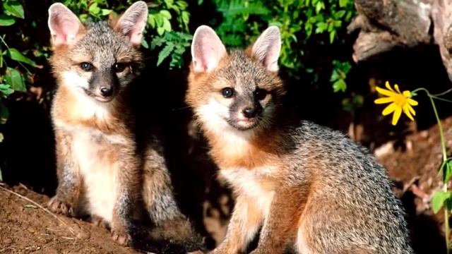 Интересные факты Лисы смотреть онлайн