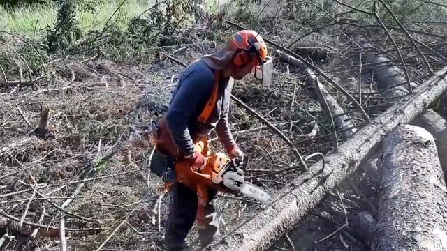 Chainsaw Husqvarna 560XP , Felling and branching tree смотреть онлайн