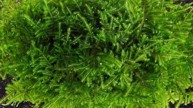 КОЛЮЧИЙ МОХ. СОДЕРЖАНИЕ В АКВАРИУМЕ смотреть онлайн